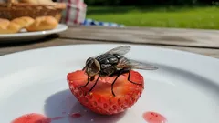 Uma mosca pousou na comida — ainda se pode comer? Os médicos deram a resposta