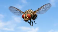 Por que é que as moscas são tão insistentes — os cientistas explicaram a verdadeira razão